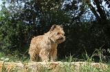 CAIRN TERRIER 131